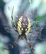 color pattern is NOT reliable for spider identification