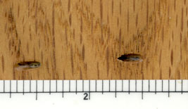 lyctid powderpost beetle emergence holes in oak flooring