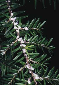 hemlock woolly adelgid