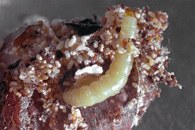 meal moth; a common pantry pest