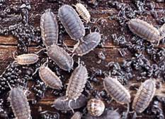 sowbugs and pillbugs