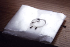 ants at a bait station